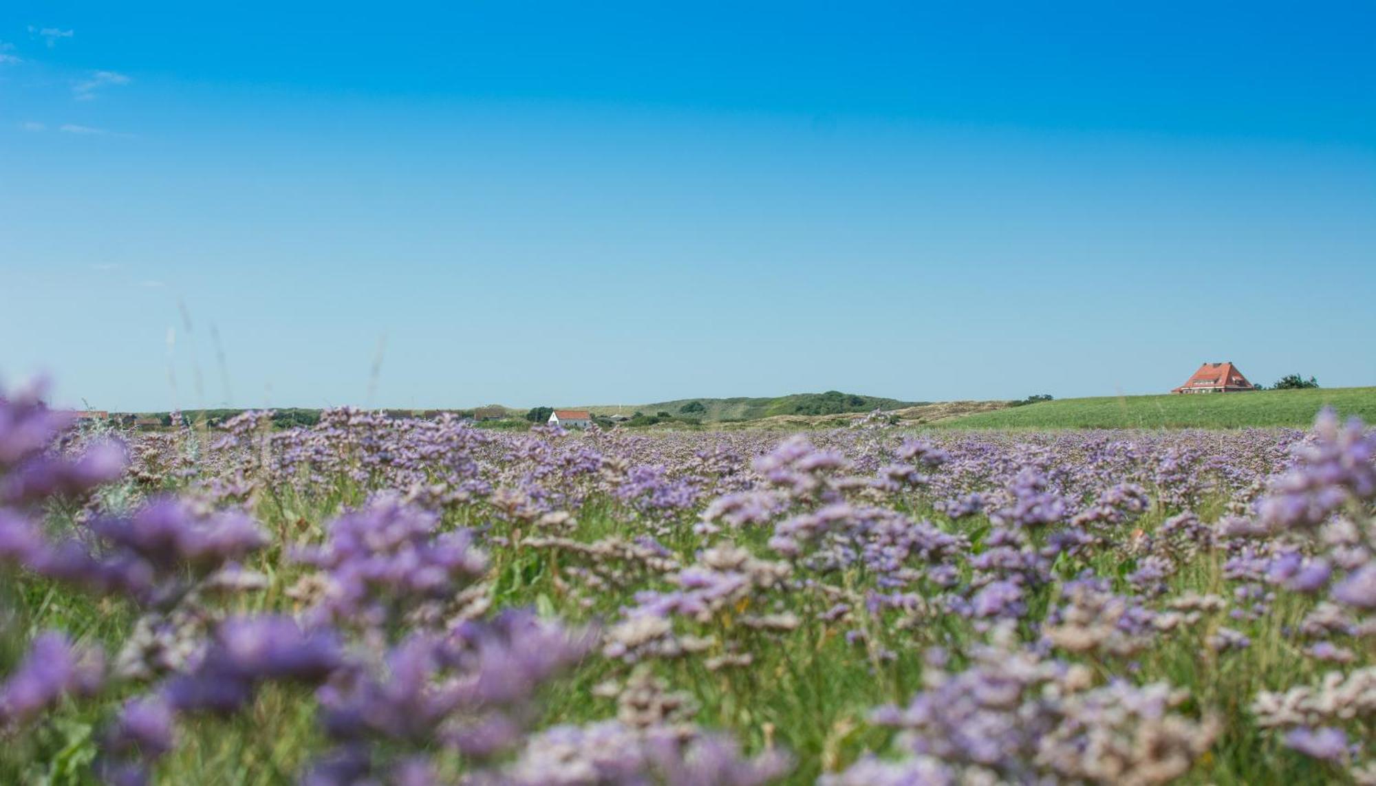 Arche Svea Kiebitz Spiekeroog Bagian luar foto