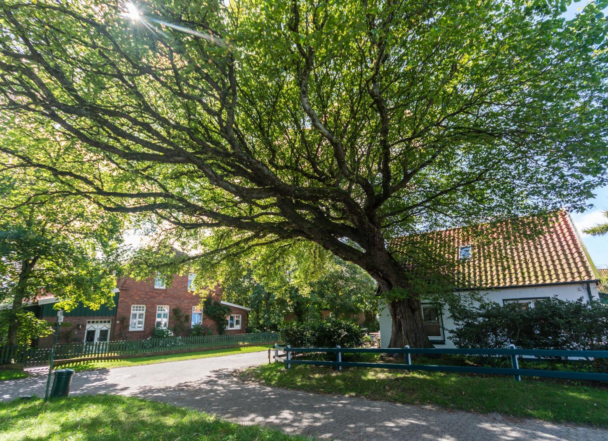 Arche Svea Kiebitz Spiekeroog Bagian luar foto